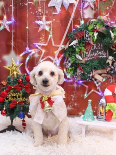 20231209ペカくん